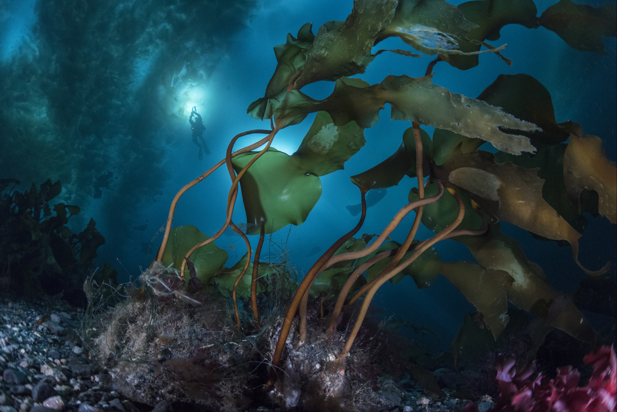 Photo sous-marine dans le fjord Young Sund à l’est du Groenland