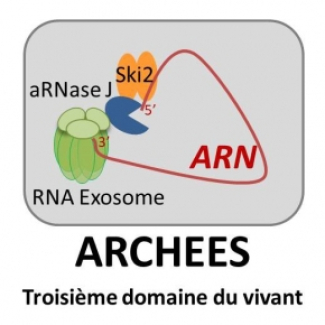 Régulation de l'expression des gènes