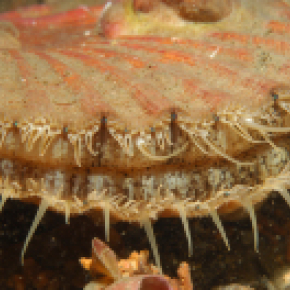  Coquille Saint-Jacques, "Pecten maximus"