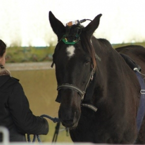 Une mémoire de cheval 
